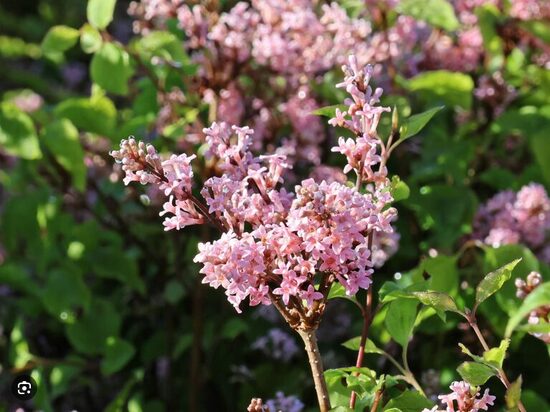 Alyva Mejerio "Flowerfest Pink'' C5